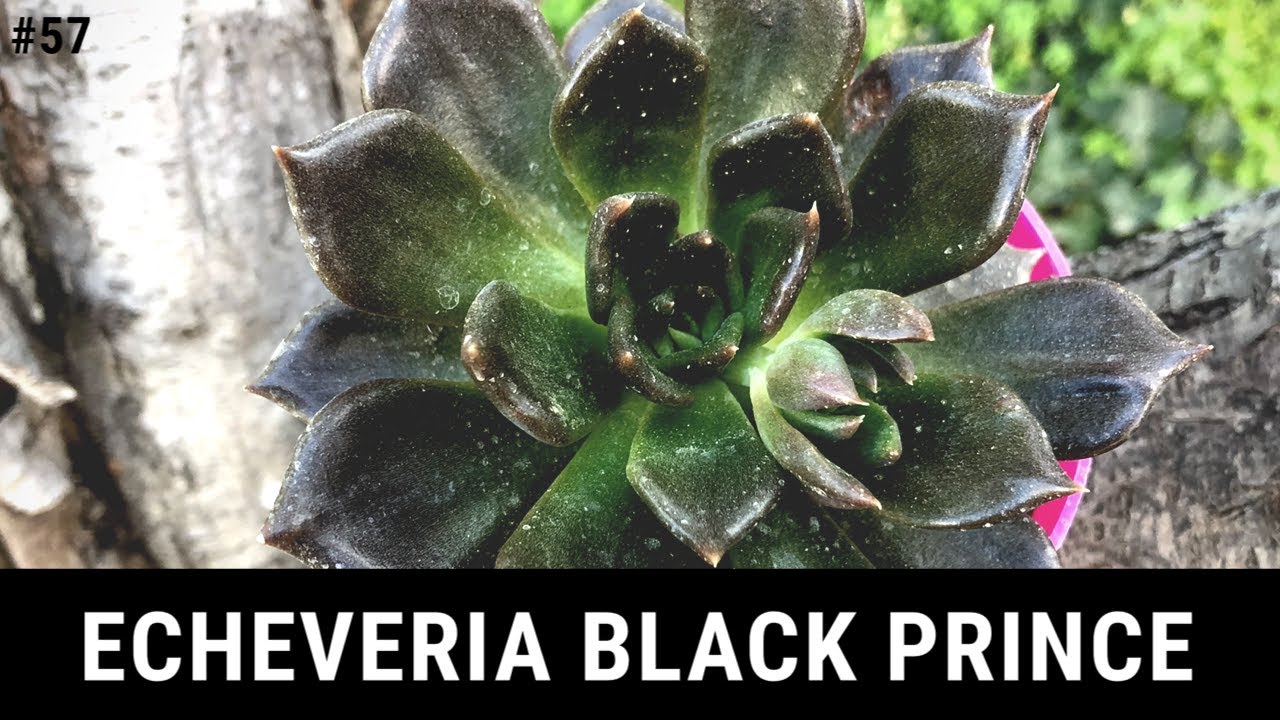 ECHEVERIA BLACK PRINCE 🖤 | Cuidados y Reproducción