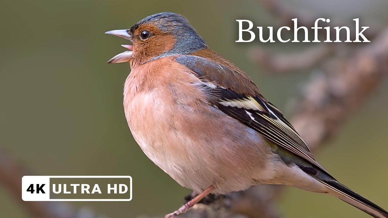 Buchfink Gesang – Singvogel Europas in 4K