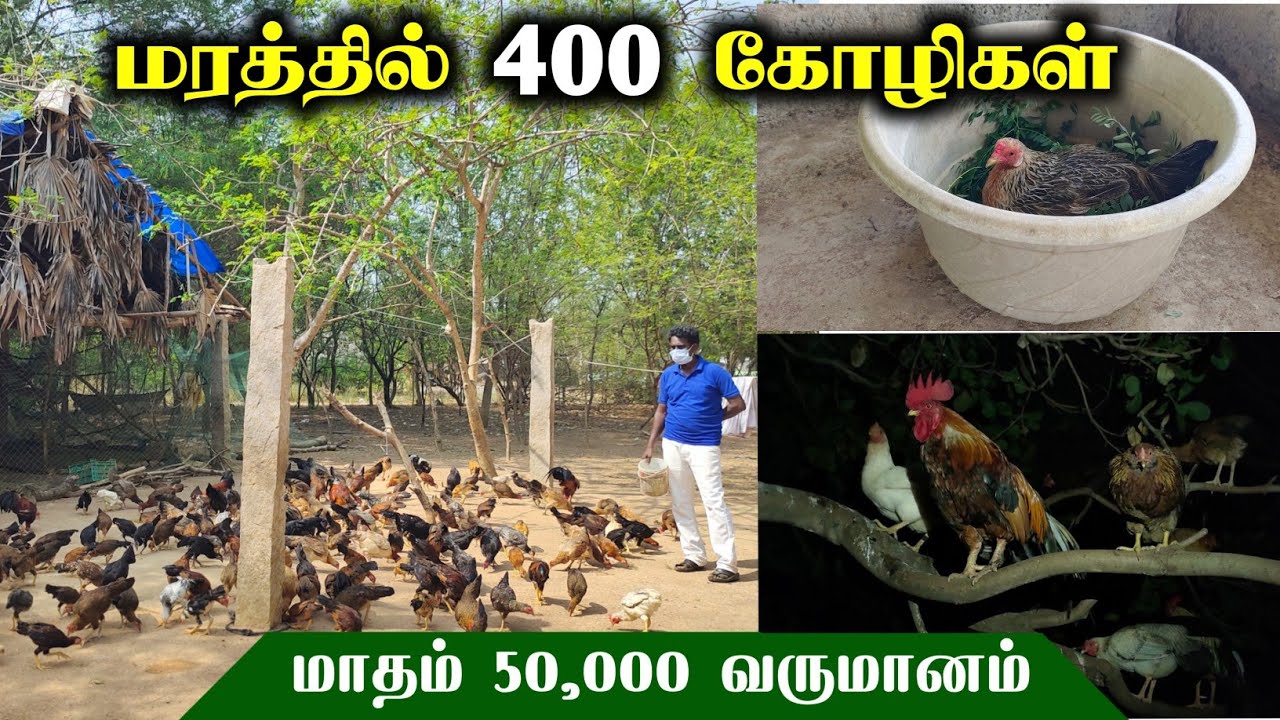 🐔செலவில்லாமல் கோழிவளர்த்து நல்ல வருமானம் ஈட்டும் பண்ணையாளர்! சிறுவிடை & இடவெட்டு