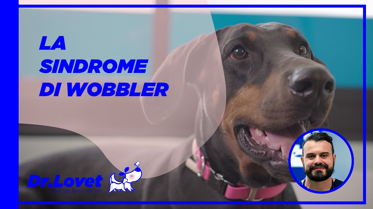 La sindrome di Wobbler nel cane: patologia neurologica che colpisce soprattutto i Dobermann.