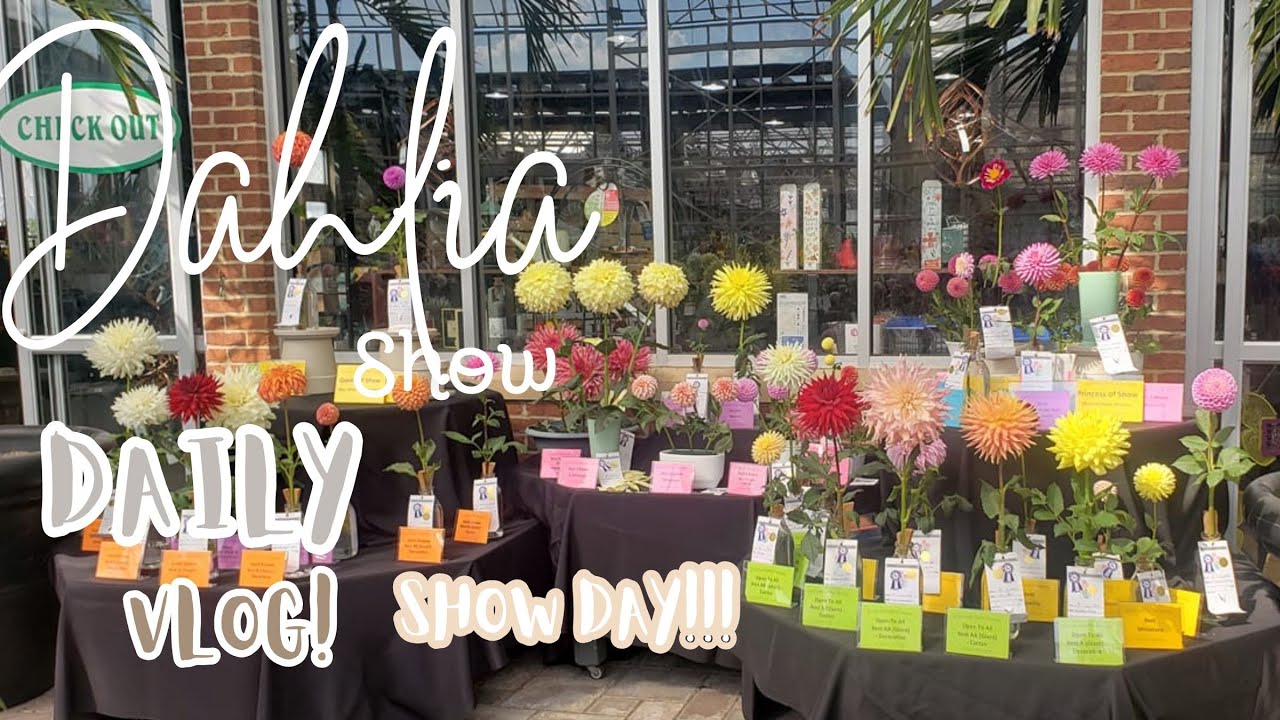 Dahlia Show Challenge SHOWDAY!