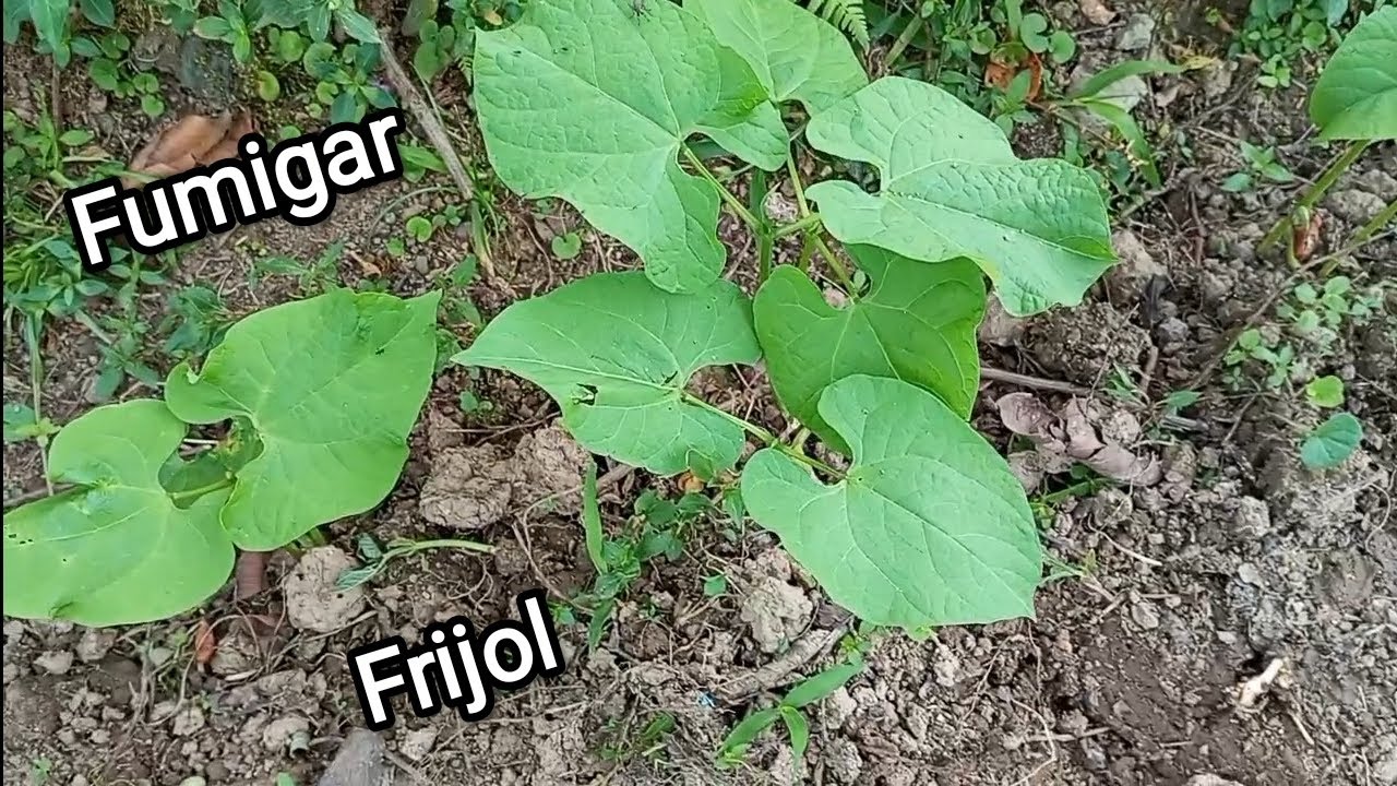 cómo fumigar el frijol primera fumigada a los 15 días 
