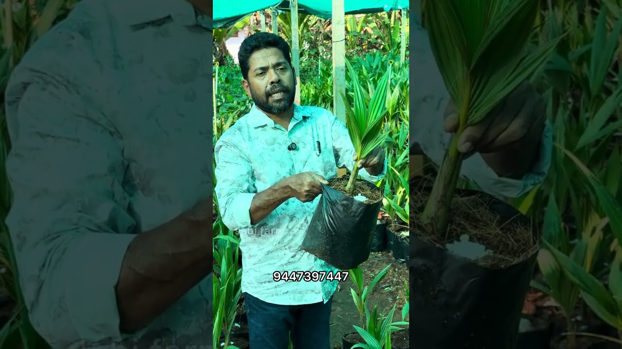 ശ്രീലങ്കൻ തേങ്ങ ഒരു കലത്തിന്റെ വലിപ്പം ഉണ്ടാകും #coconutplans #coconutfarming #തെങ്ങ്കൃഷി 
