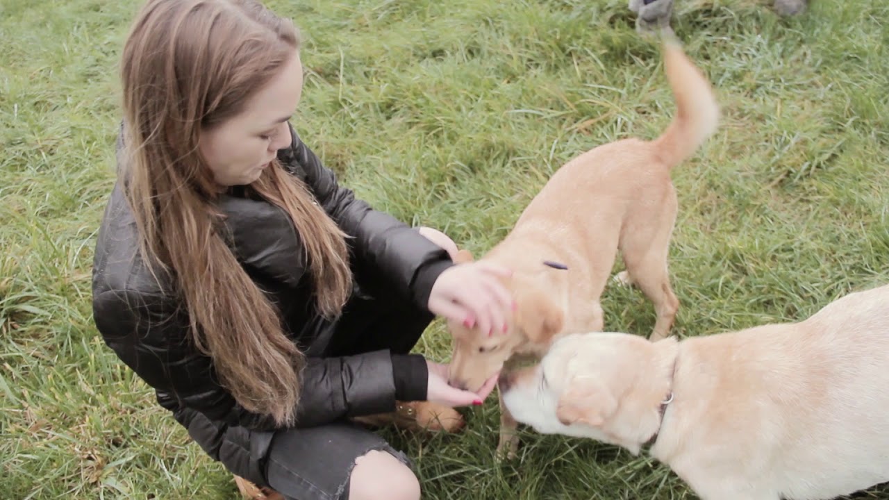 Pomohli jsme pejskům z útulku Canis Centrum | Super zoo