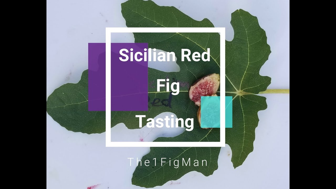 Sicilian Red Fig Tasting