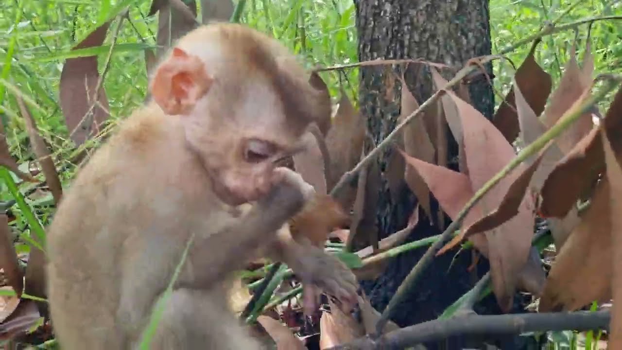 it is an abandoned baby monkey, baby monkey abandoned [newborn monkey 3 months]