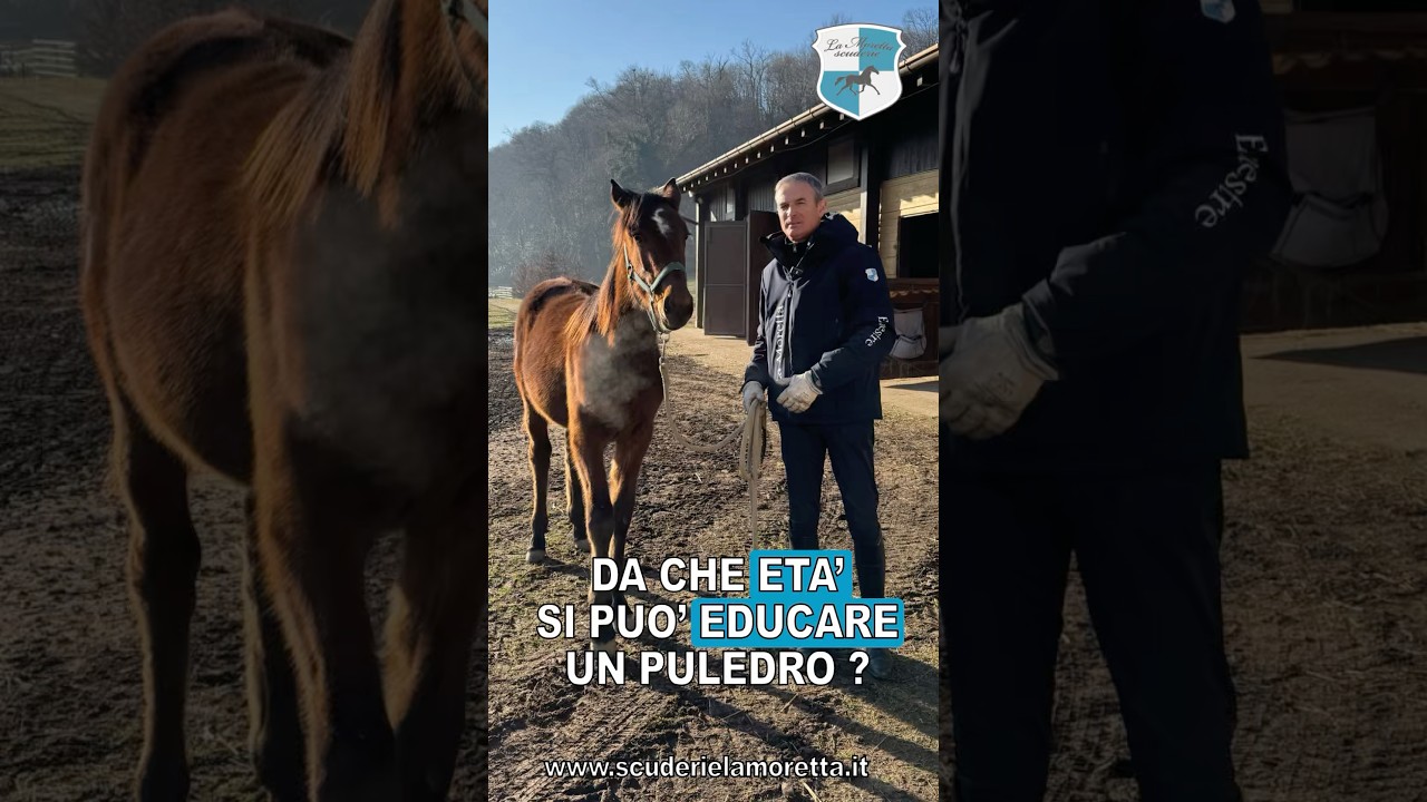 Da che et&agrave; si pu&ograve; educare un puledro?