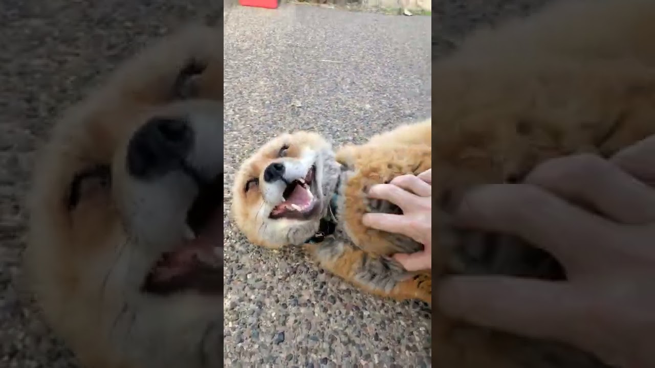 Finnegan Fox Daily hehehe's