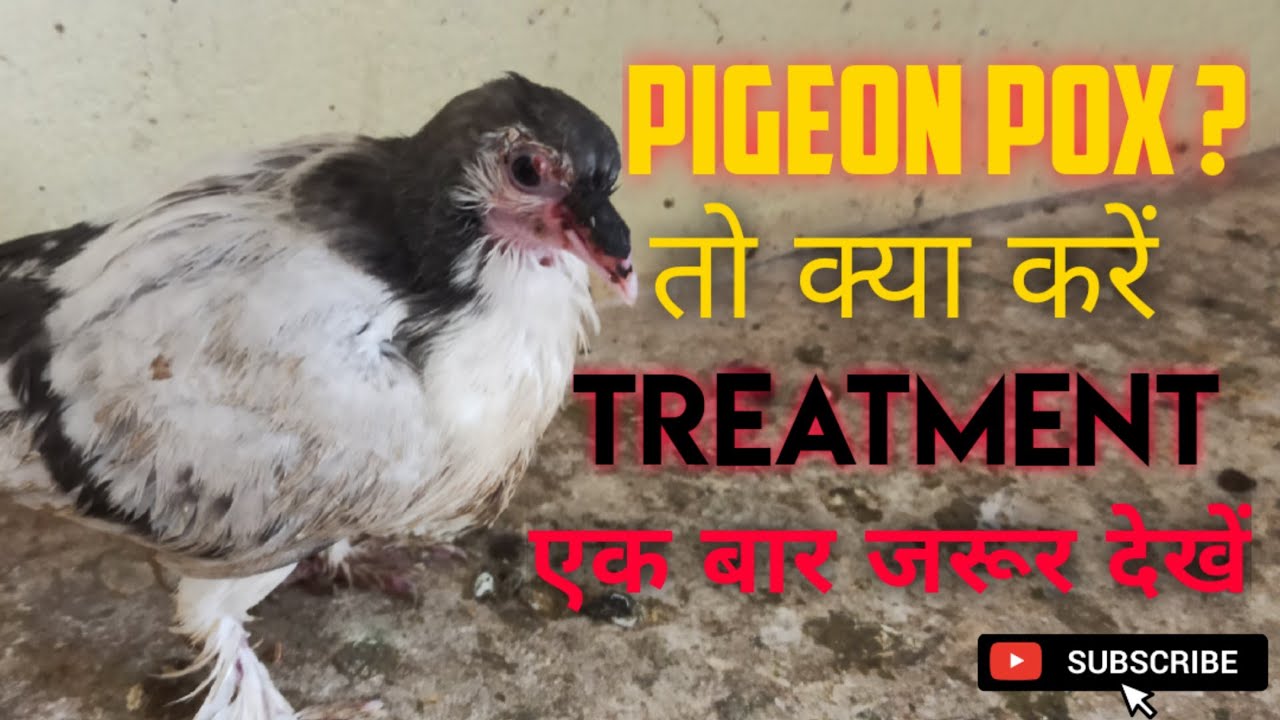 Pox||Pigeon Pox||best treatment||Pigeon pox medicine||Ankit Kumbhare