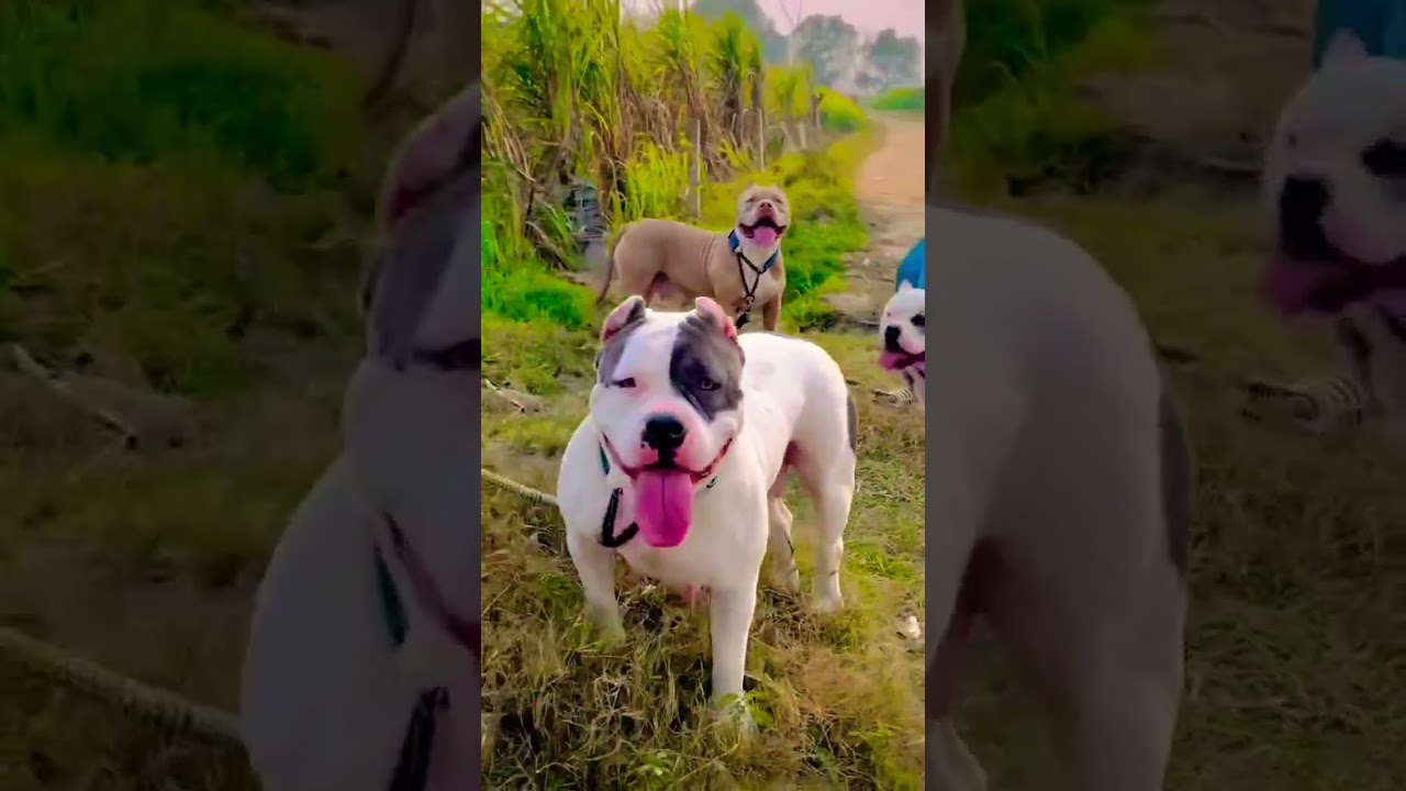 Ritik dog kennel- 4 bully dogs 💪 viral video#shortfeed #shortsviral #pitbull #bully #dogs #shorts