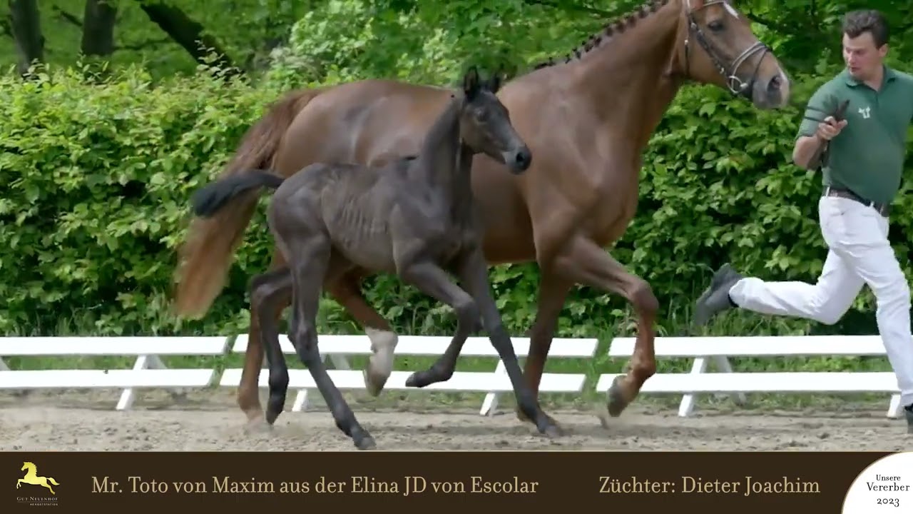 Nachkommen v. Maxim (Toto Jr - Johnson - Uptown)