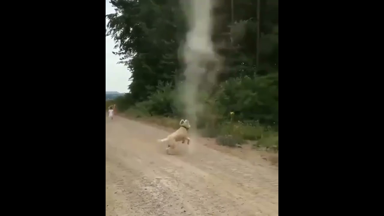 Dog Stops Tornado From Forming