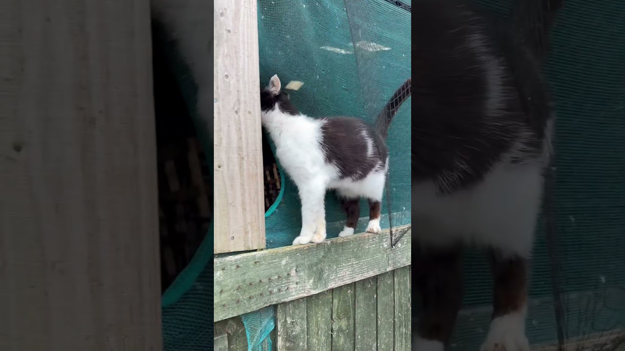 Еще один день, еще одна драма для Уилсона, нашего кота из мыльной оперы #dramacat #wilsonthecat #...