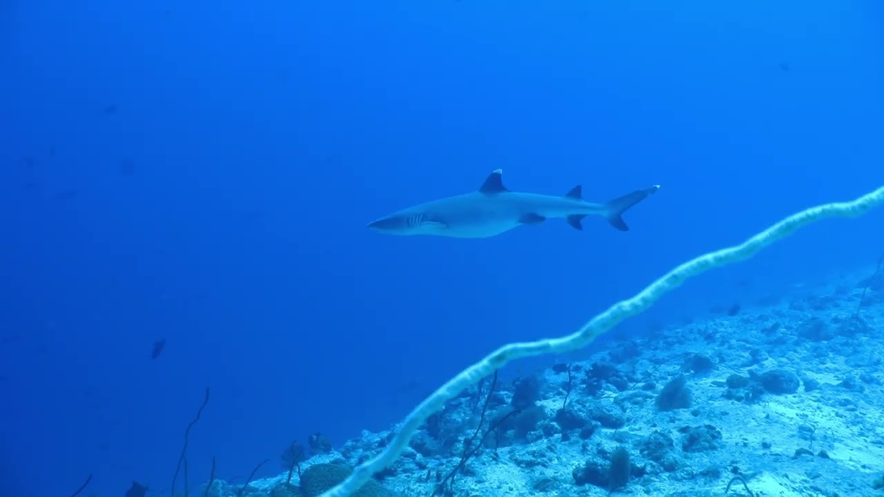 Shark Channel rough cut