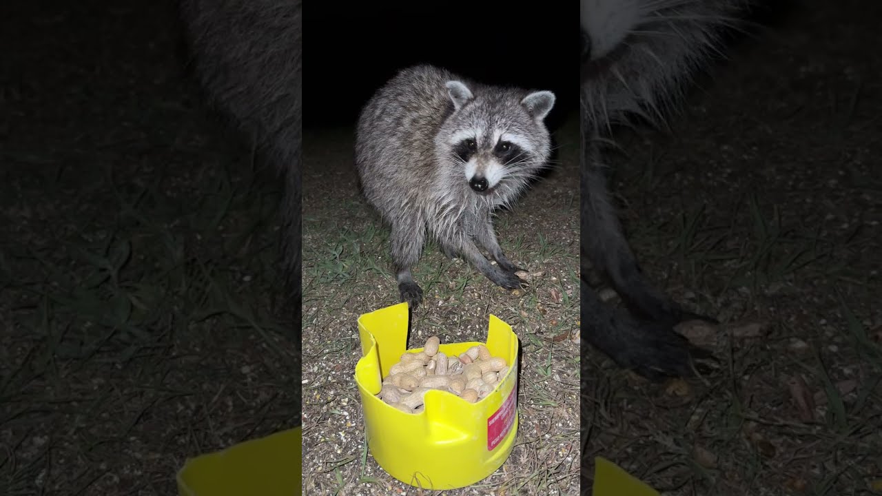 4K Raccoon Eating Peanuts | Nature Lover | Wild Life #raccoons #wildlife