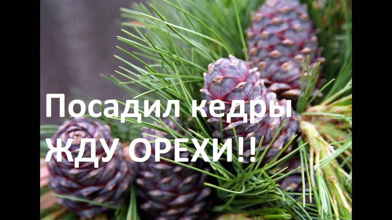 Пересадка кедра из леса, себе на участок, КОГДА ОРЕШКИ?