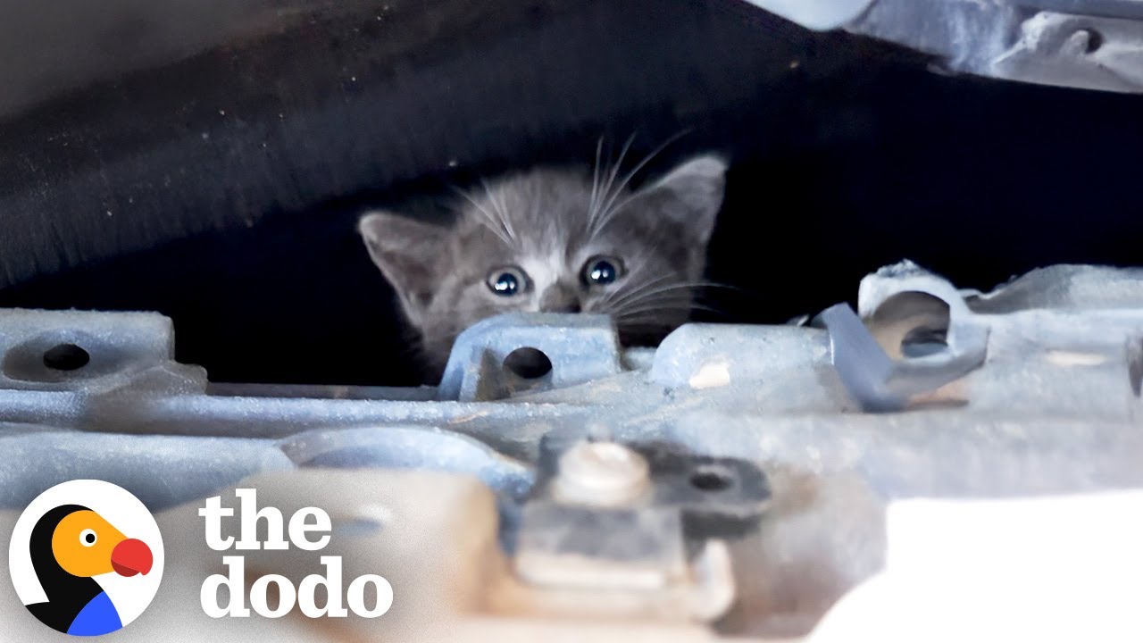 People Heard Kitten Meowing In Mercedes Engine During Test Drive | The Dodo