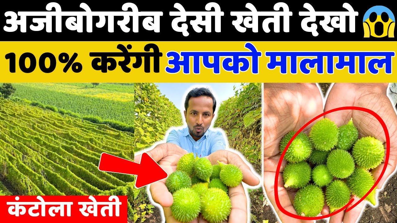 सबसे महंगी सब्जी की खेती 🤔❓💯 Vegetable, Medicine, Everything - Spiny Gourd Farming || Indian Farmer