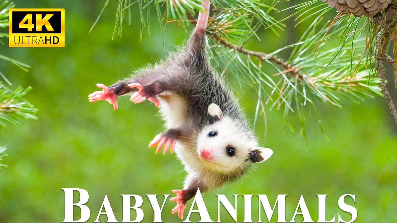 Baby Animals 4K — милые маленькие дикие животные под расслабляющую музыку и музыку для хорошего