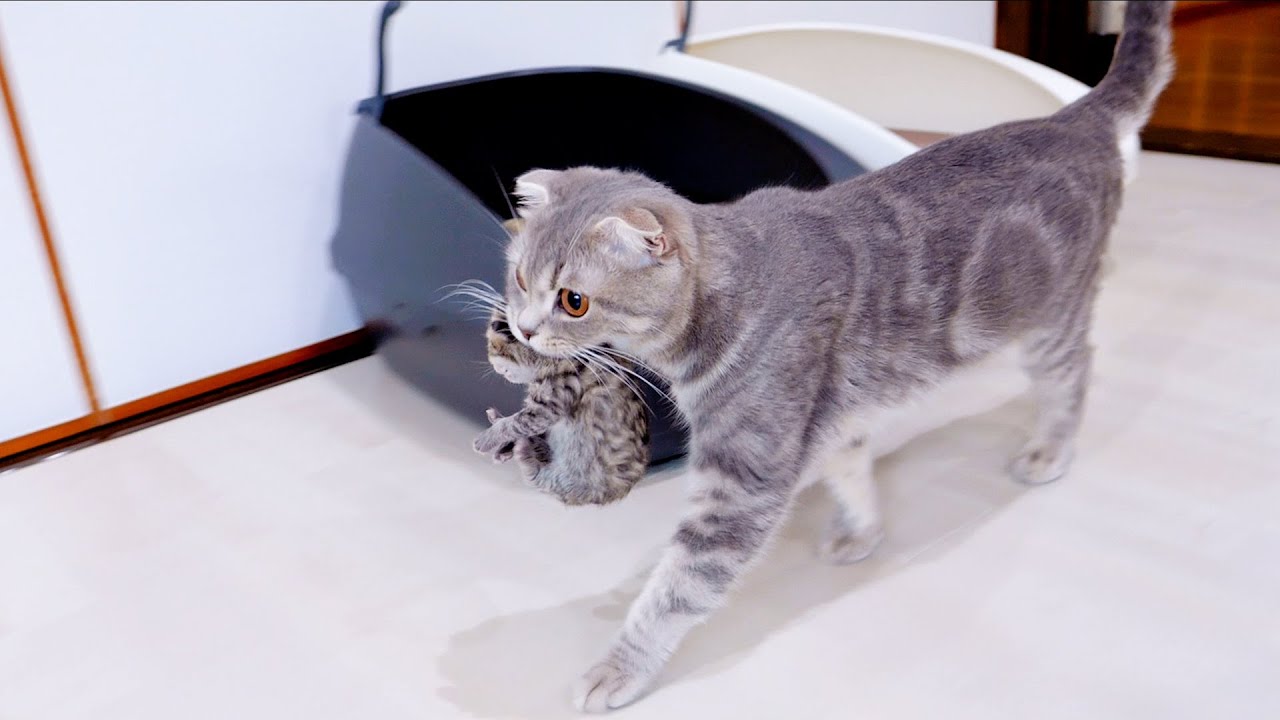 A mother cat moves into her father's room with a kitten in her mouth.