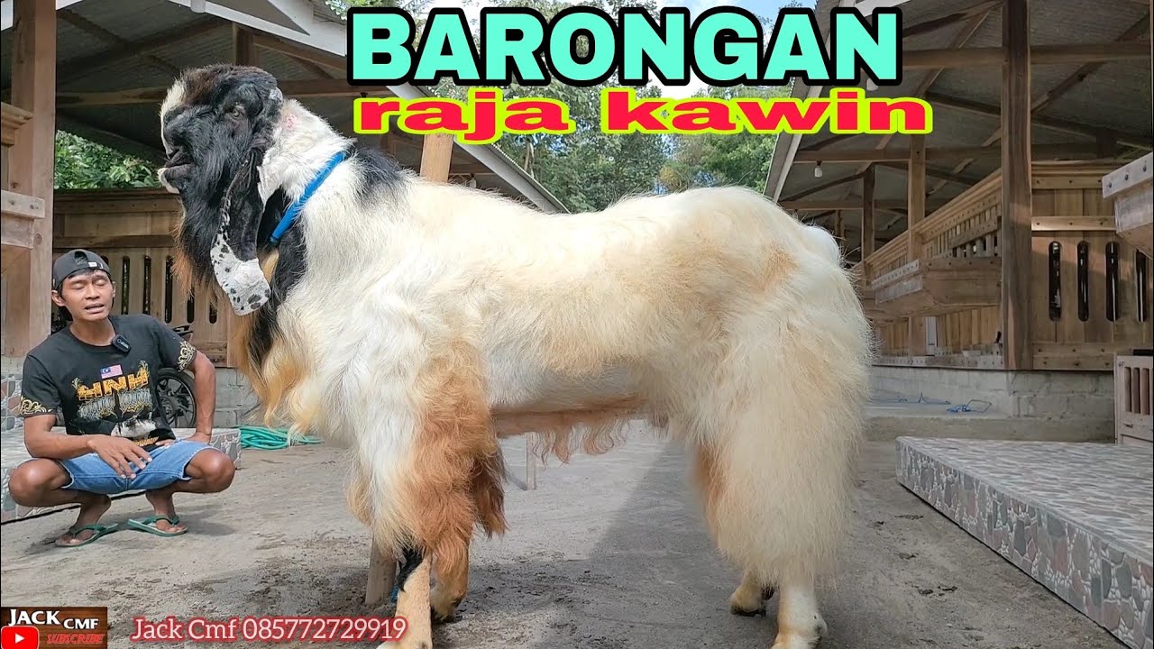 RESEP PERAWATAN BARONGAN