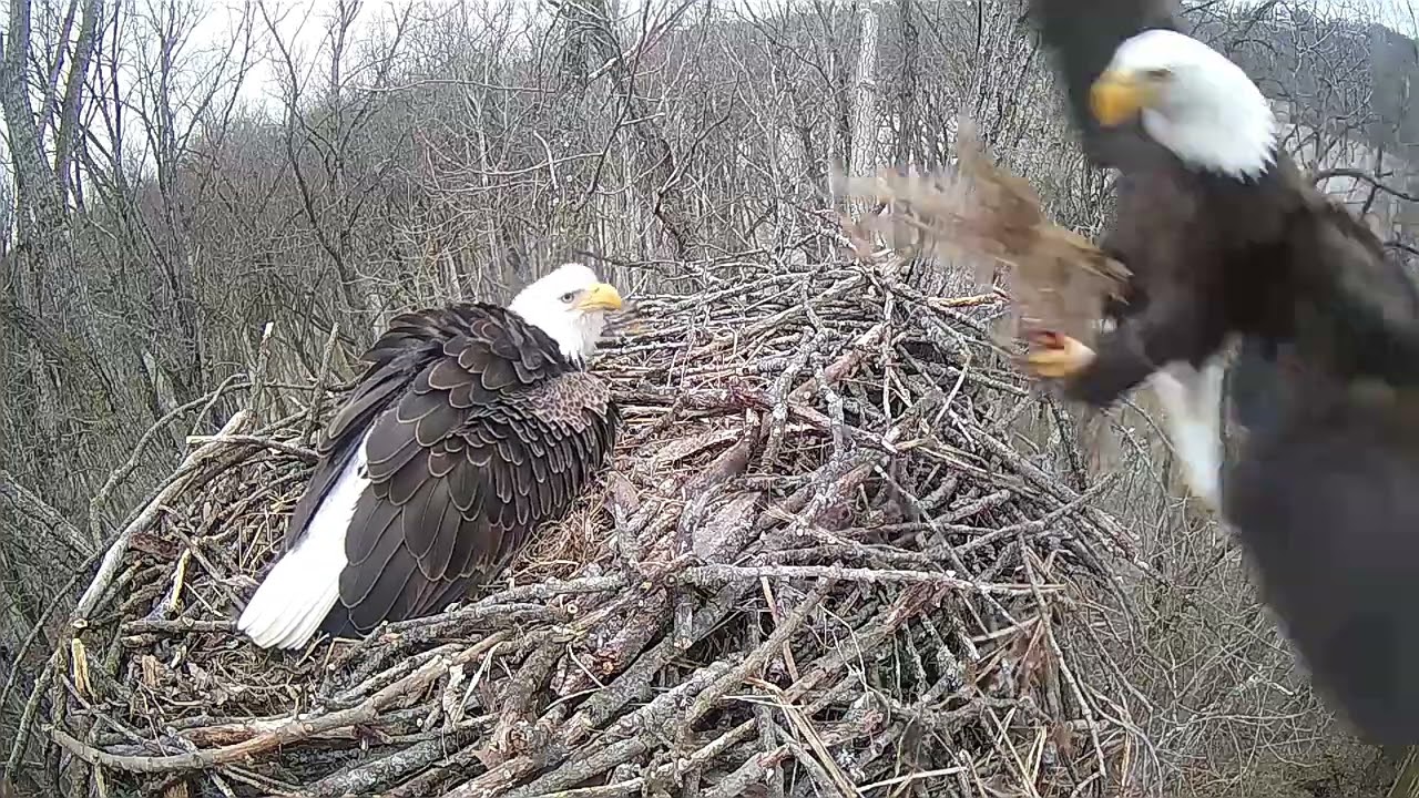 Egg #1 Clip!