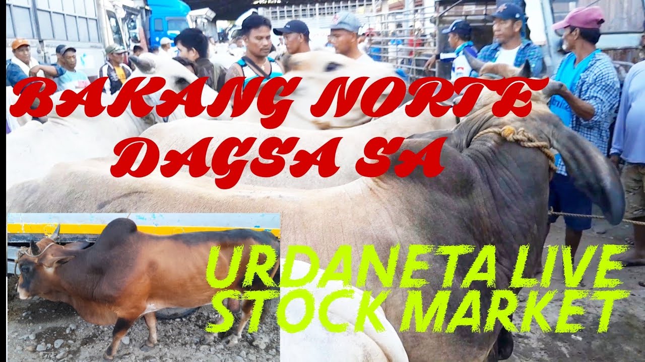 BAKA NG NORTE DAGSA NGAYON SA URDANETA CITY LIVESTOCK MARKET #livestockmarket #marketday #palengke
