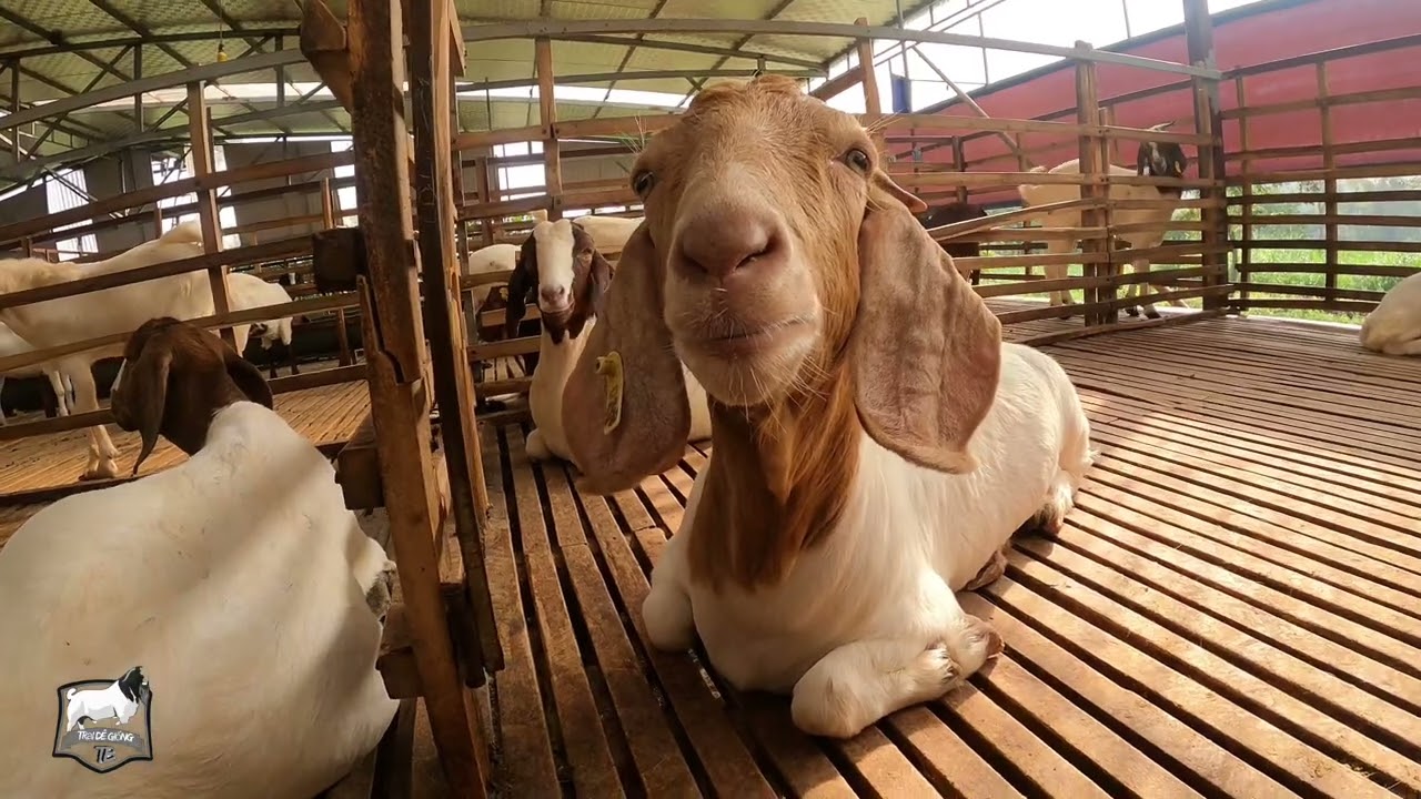 BỆNH VIÊN PHỔI TRÊN DÊ VÀO MÙA ĐÔNG