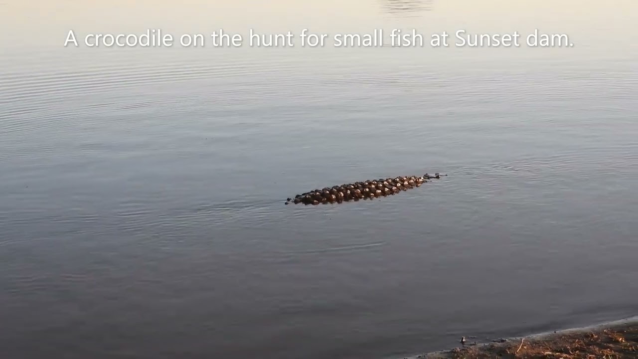 Kruger Park delivering again, 6 lion sightings in 4 days. Here are some of them and other videos.