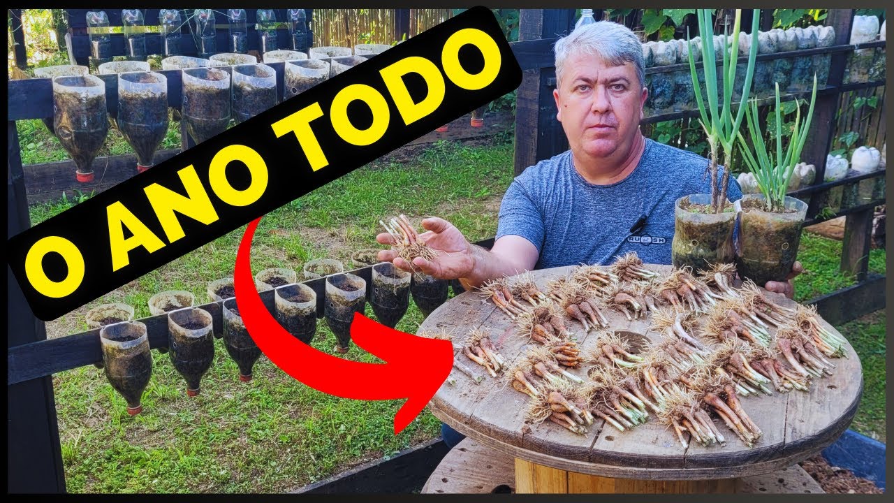 CEBOLINHA VERDE O ANO TODO DO JEITO CERTO