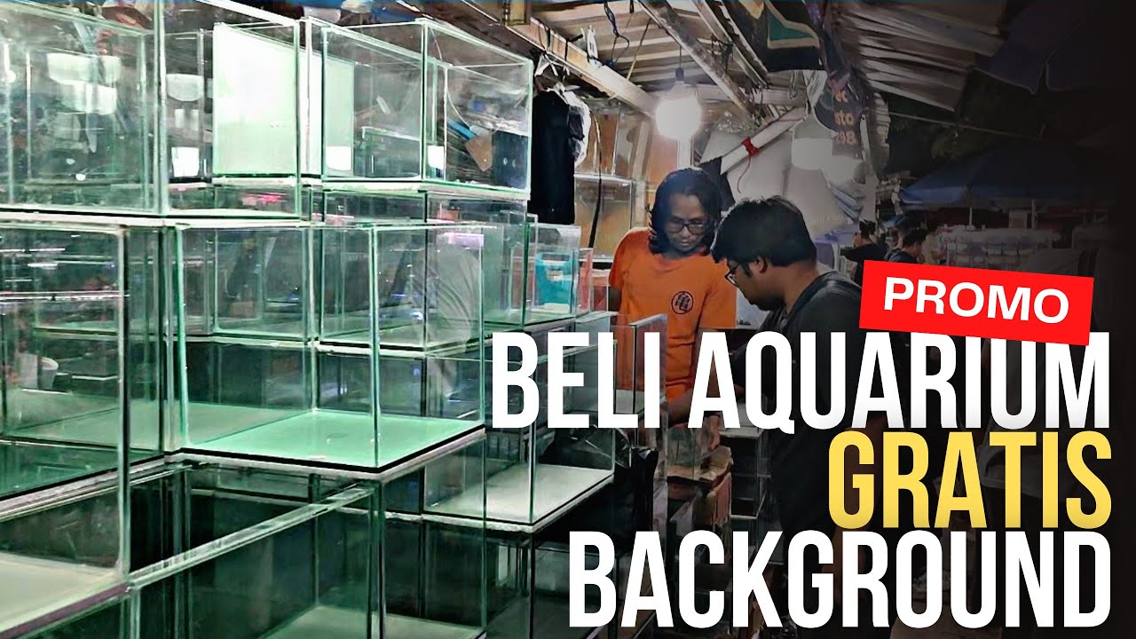 BURUAN ADA PROMO BELI AQUARIUM GRATIS BACKGROUND || HARGA AQUARIUM DI PASAR IKAN HIAS JATINEGARA