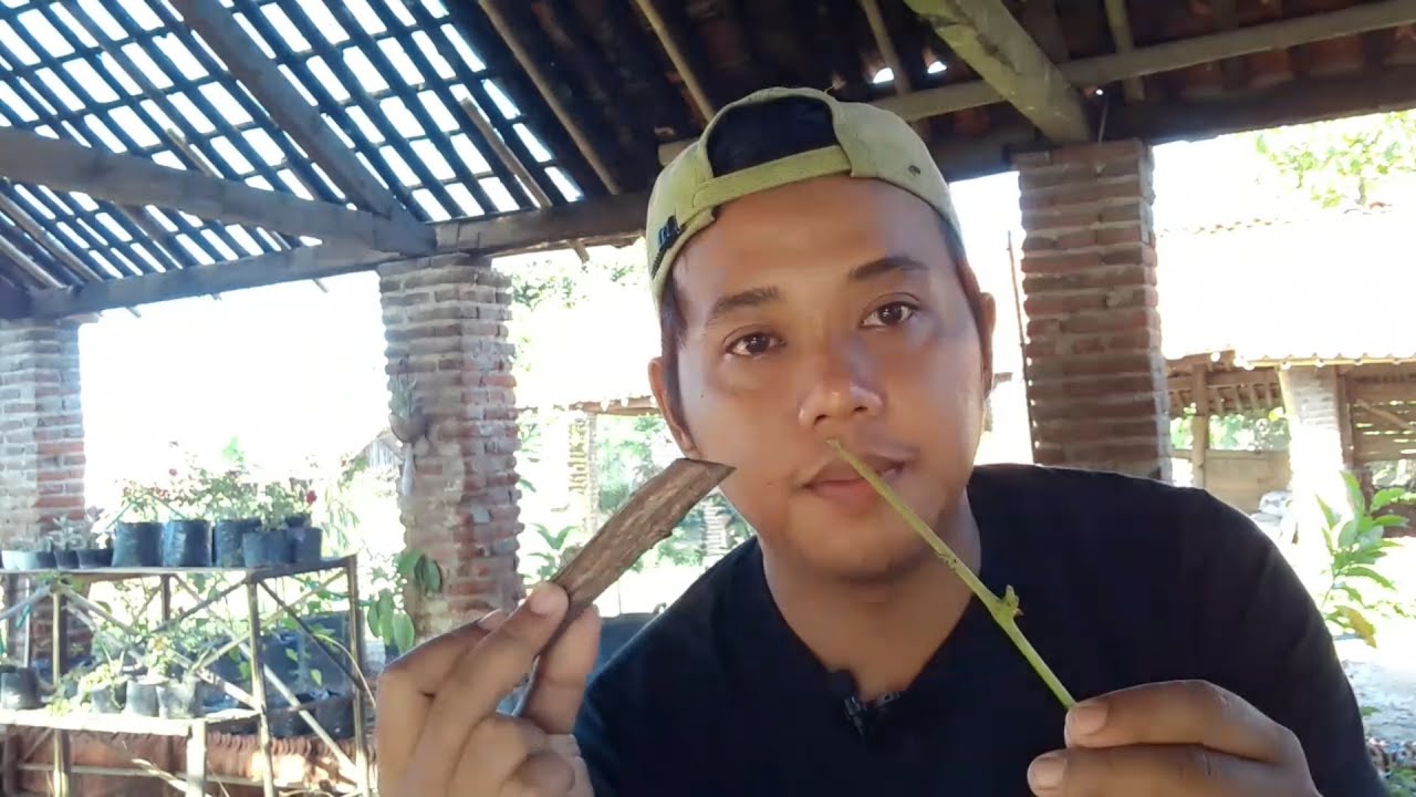 Cara StekBung(Stek dan Sambung) Anggur Pada Batang Besar..CEPAT SEPRUT..!!!