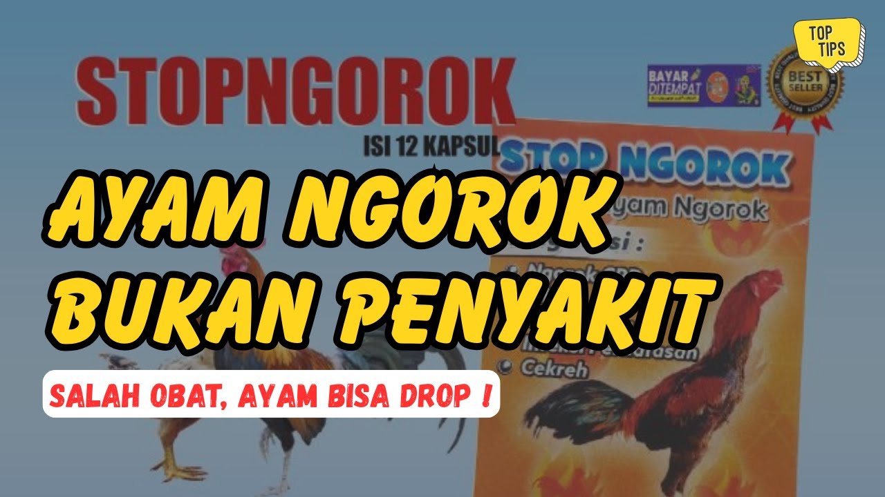 Kenapa Ayam Bisa Ngorok? Kesalahan Perawatan yang Sering Terjadi