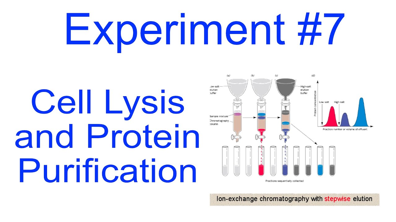 Cell Lysis and Protein Purification