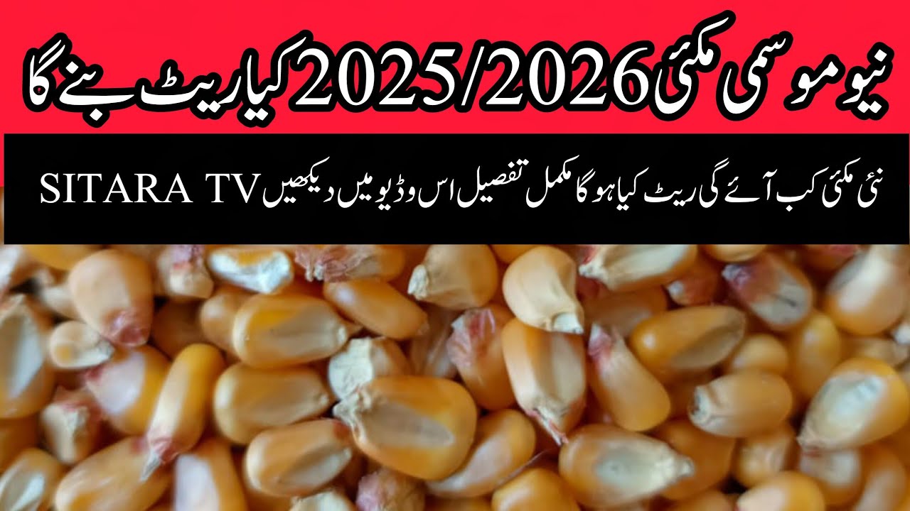 New maize rate // maize rate Punjab mandi Pakistan // maize 2025 // 2026