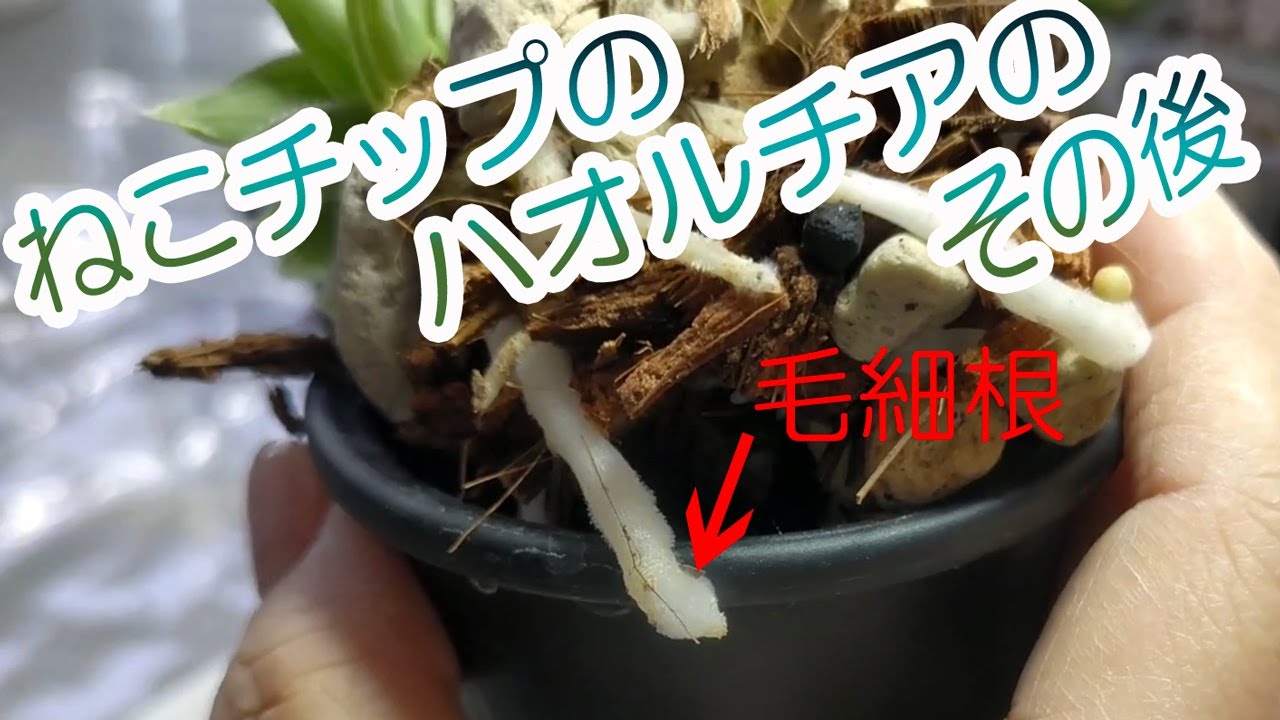 ねこチップのハオルチアのその後