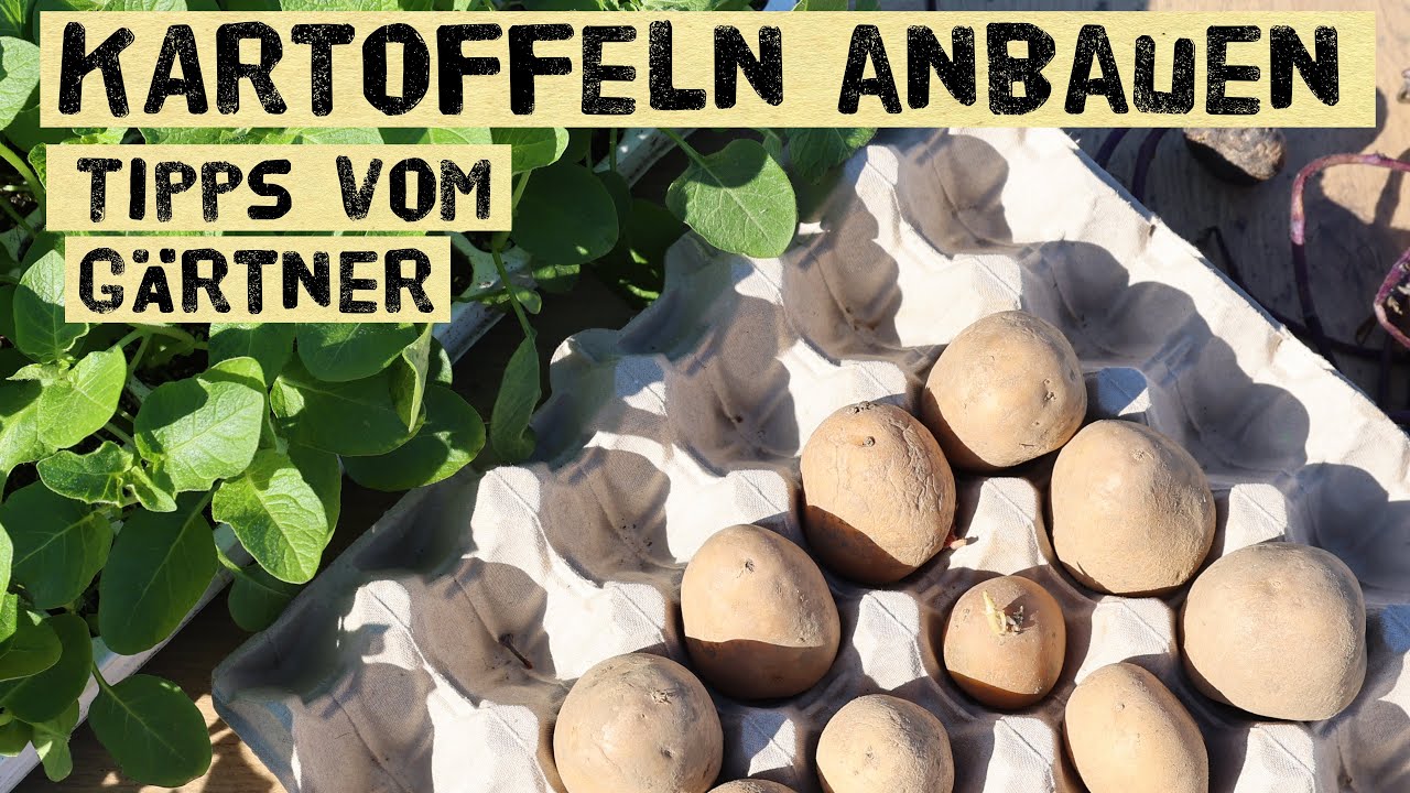 Kartoffeln selber anbauen - Pflanzzeit, Vorkeimen, Sorten Düngen - Anbau in Töpfen und Kübeln