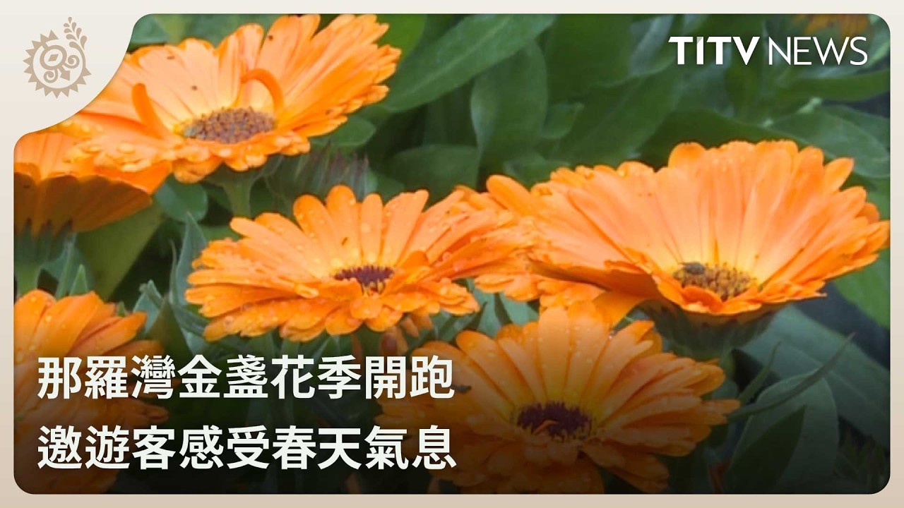 那羅灣金盞花季開跑 邀遊客感受春天氣息｜每日熱點新聞｜原住民族電視台