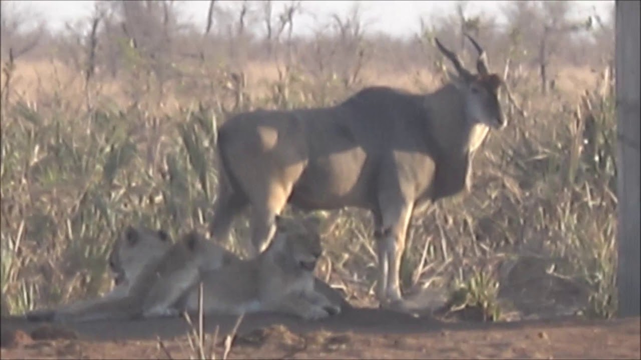 Exotic Antelope - Eland