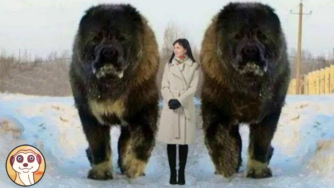 10 CANI PIÙ GRANDI DEL MONDO