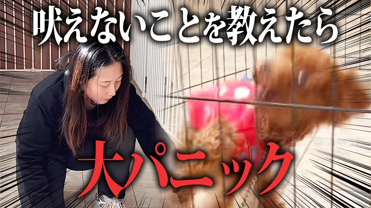 【プチパニック】〝吠えを別の行動にすり替える〟時に起こった拒絶の乗り越え方を大公開！