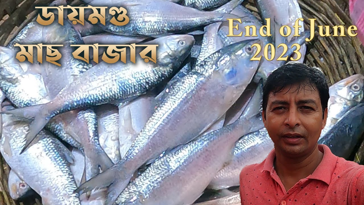 ডায়মন্ড হারবার পাইকারি মাছের বাজার 2023 || Price of Hilsa and other fish's