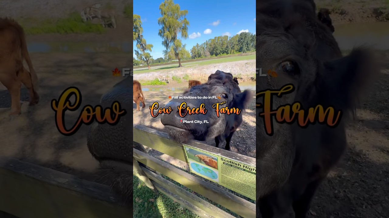 Cow Creek Farm in Plant City, FL #highlandcow #thingstodo #shorts