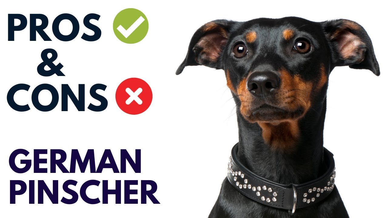 German Pinscher Dog Breed Pros and Cons | German Pinscher Advantages and Disadvantages