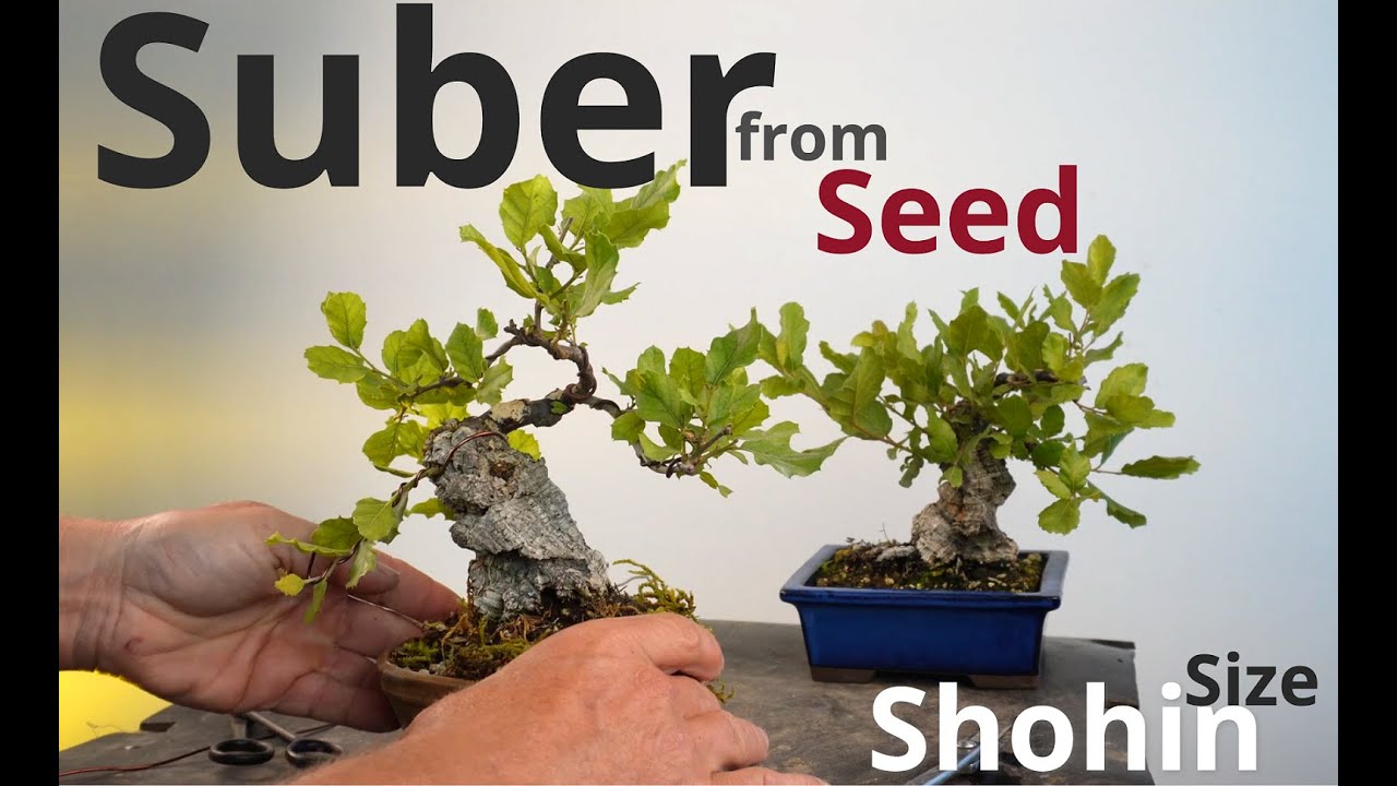 Bonsai from seed