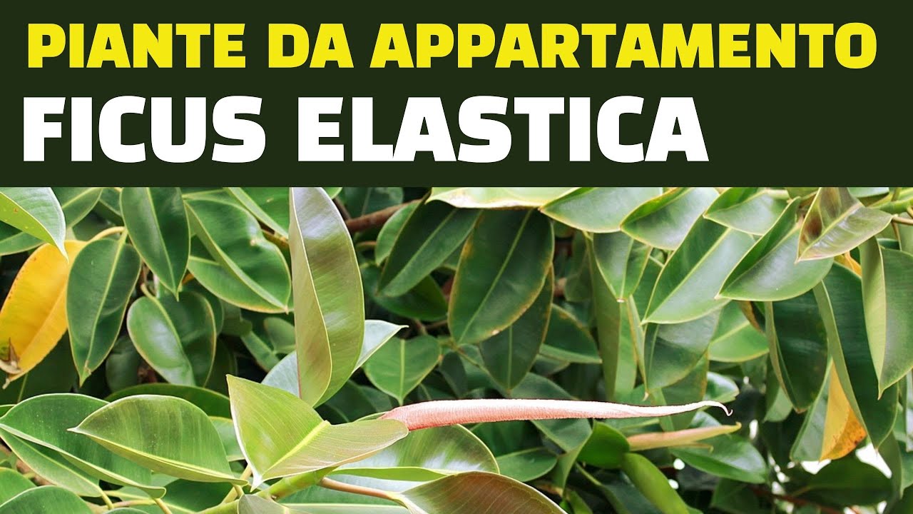 Piante da appartamento, Ficus elastica