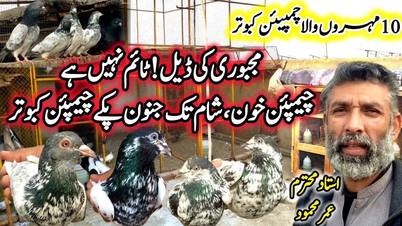High Quality Kabootar Khobsurat Collection || 0311-5099-400 || 10 mohron wala Champion 