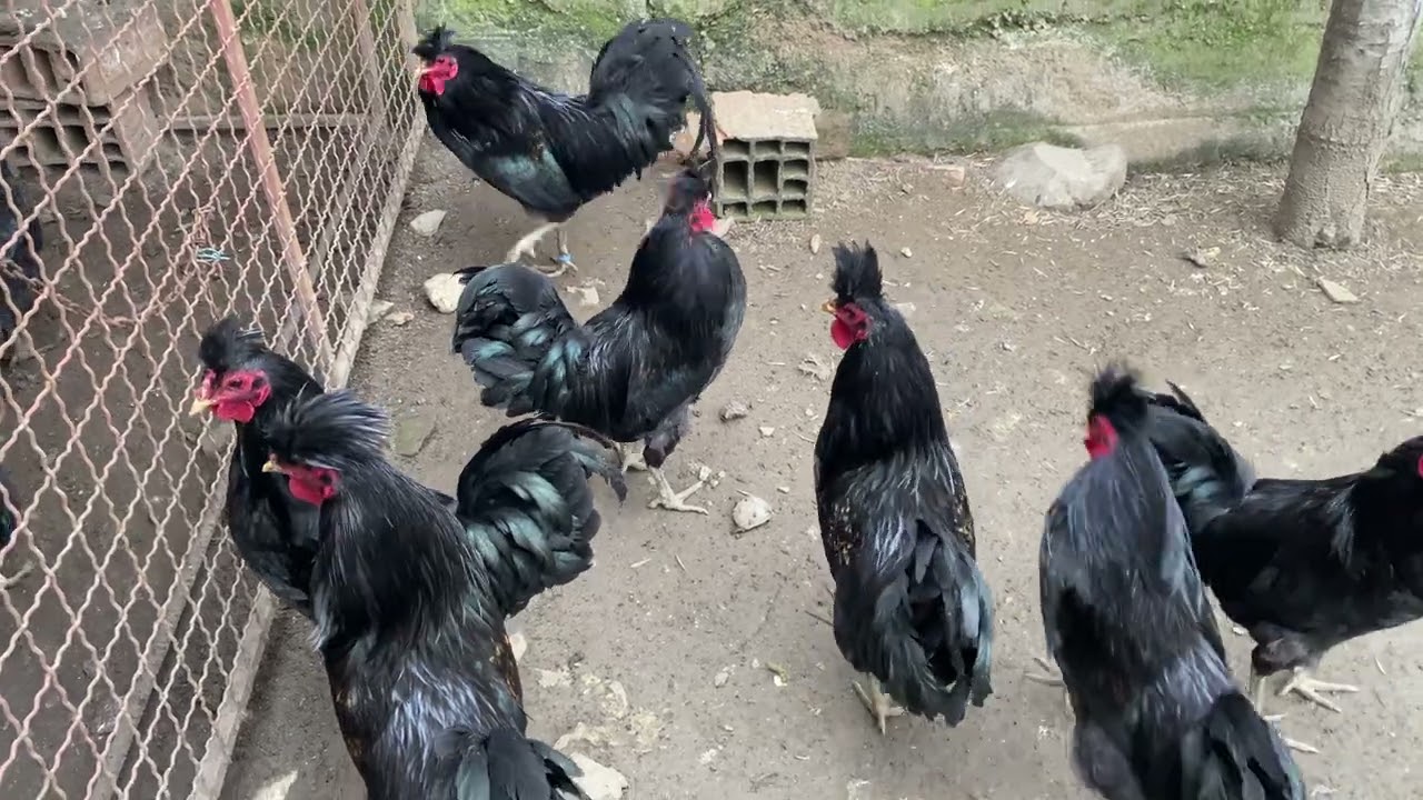 Gjelat dhe pulat kendimgjate Kosovo Longcrowing rooster 16 February 2025