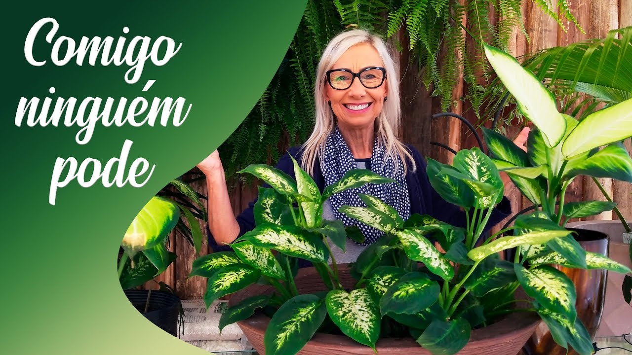 Como cuidar da planta Comigo Ninguém Pode #paisagismo #jardinagem #jardim #floricultura #energiaboa