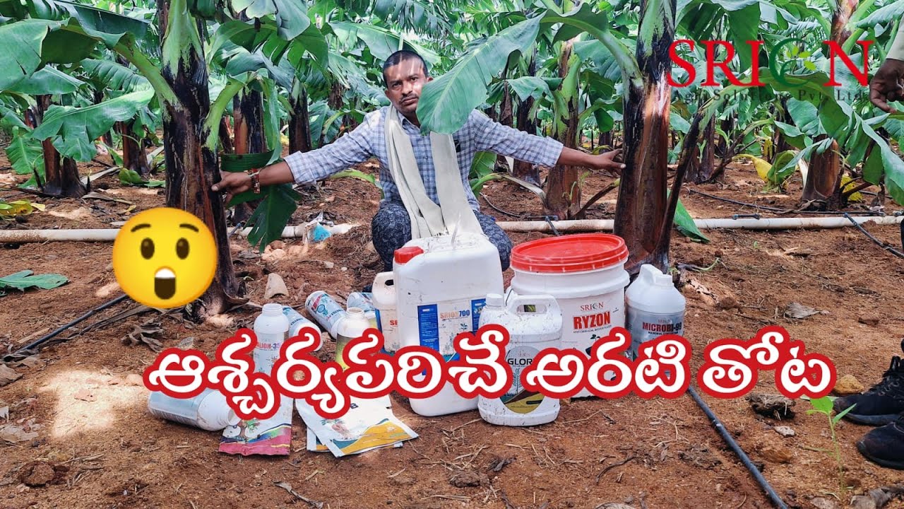 ఆశ్చర్యపరిచే అరటి తోట ! | BananaFarming |FarmersSuccess |SrionAgriSol |VillageFarming |Agriculture |